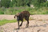 DOGUE ALLEMAND 922